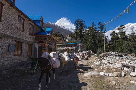 Horses passing trough Shyala, Mount Manaslu, 8163m, Buri Gandaki Valley