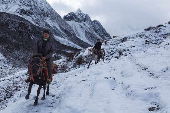 Horses on route from Sama (Samagaon) to Samdu in the Buri Gandaki Valley
