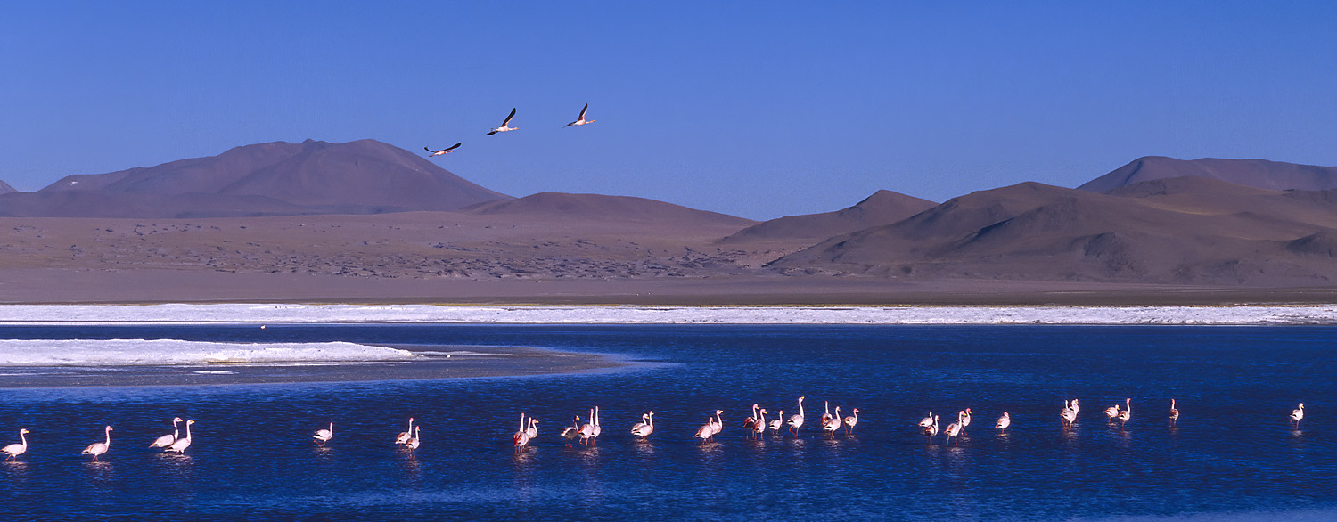 Flamingos, Laguna Colorada, Bolivian Altiplano, Bolivia