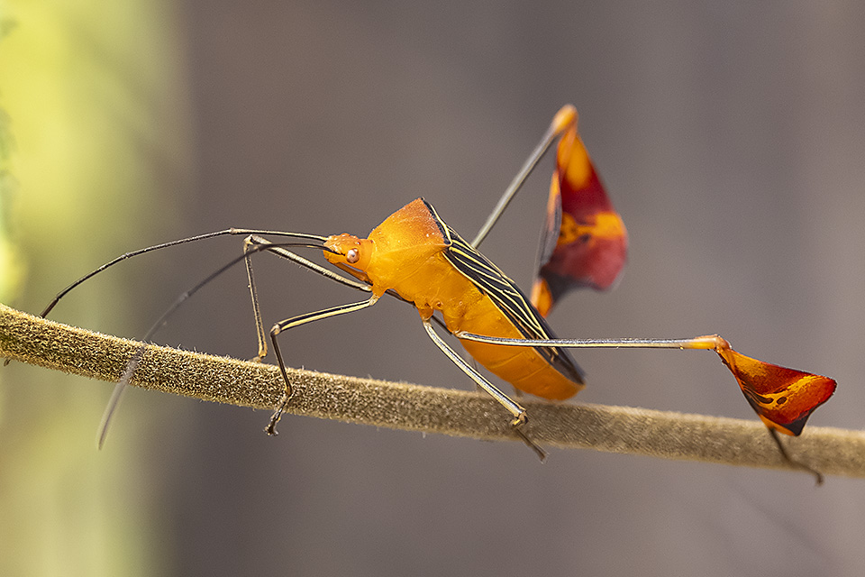 Matador bug (Anisoscelis alipes), Costa Rica