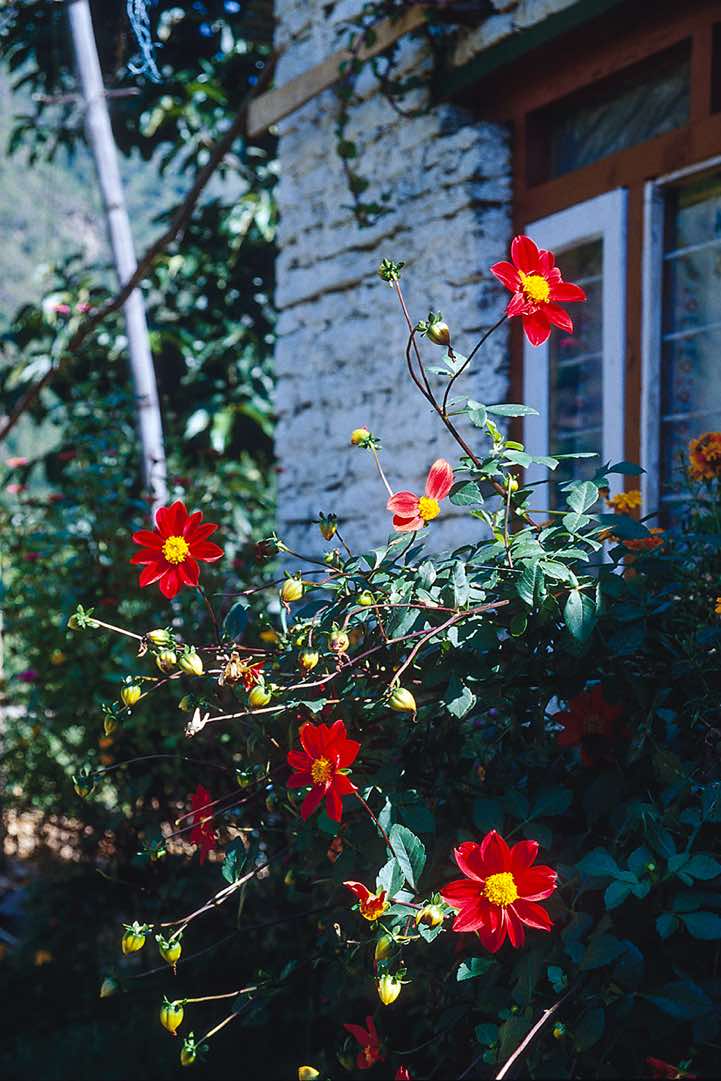 Flowers along the trail
