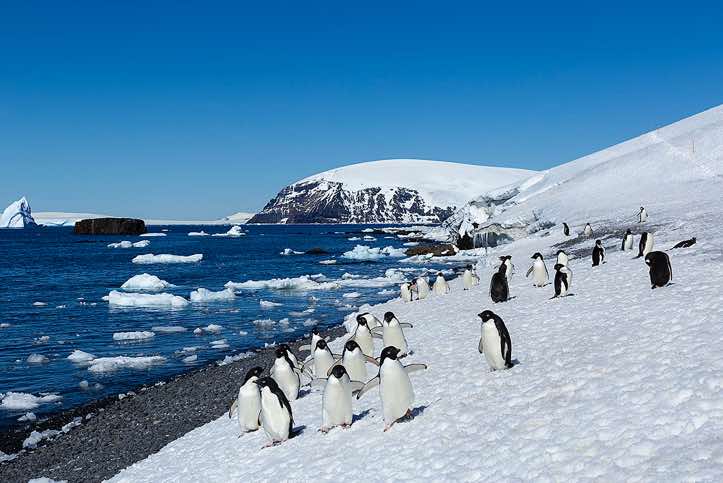Group of Adélie Penguins (Pygoscelis adeliae) approaching, Brown Bluff, Tabarin Peninsula, Antarctica