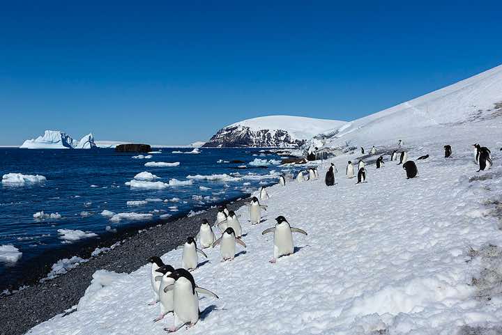 Group of Adélie Penguins (Pygoscelis adeliae) approaching, Brown Bluff, Tabarin Peninsula