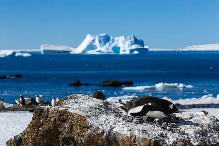 Breeding Gentoo Penguin (Pygoscelis papua), Brown Bluff, Tabarin Peninsula