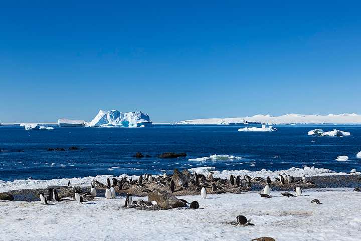 Nesting Gentoo Penguins (Pygoscelis papua), Brown Bluff, Tabarin Peninsula