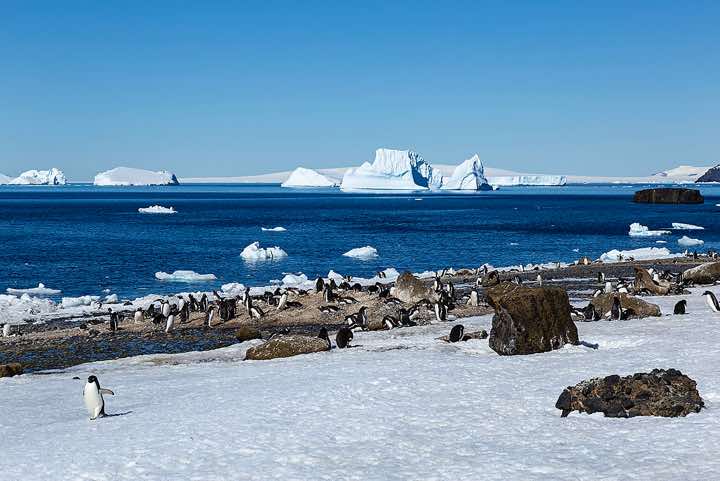 Gentoo Penguins (Pygoscelis papua), Brown Bluff, Tabarin Peninsula