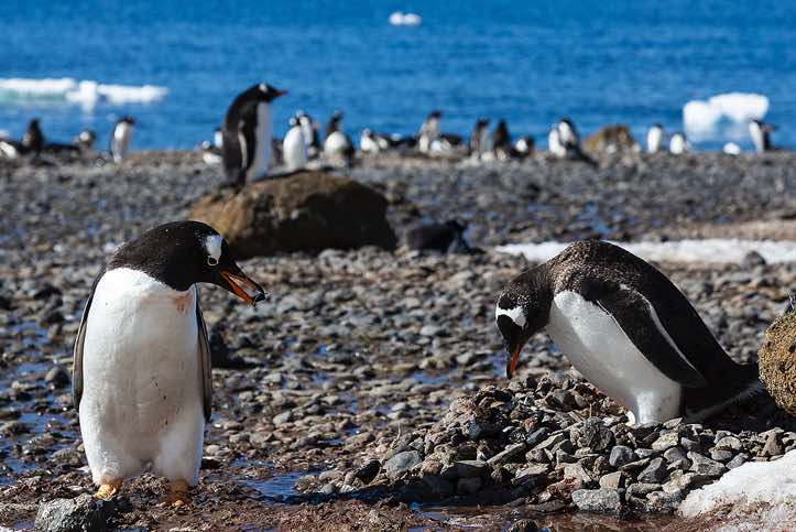Nesting Gentoo Penguins (Pygoscelis papua), Brown Bluff, Tabarin Peninsula, Antarctica