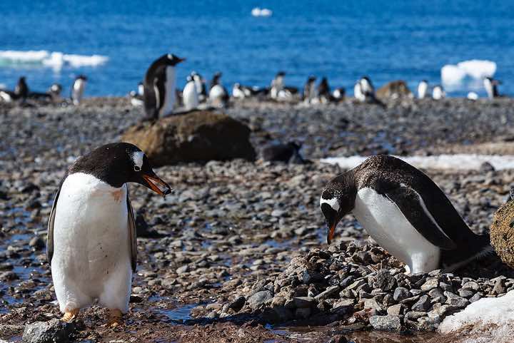 Nesting Gentoo Penguins (Pygoscelis papua), Brown Bluff, Tabarin Peninsula