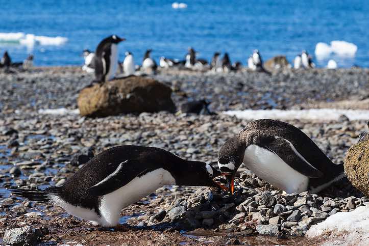 Nesting Gentoo Penguins (Pygoscelis papua), Brown Bluff, Tabarin Peninsula, Antarctica