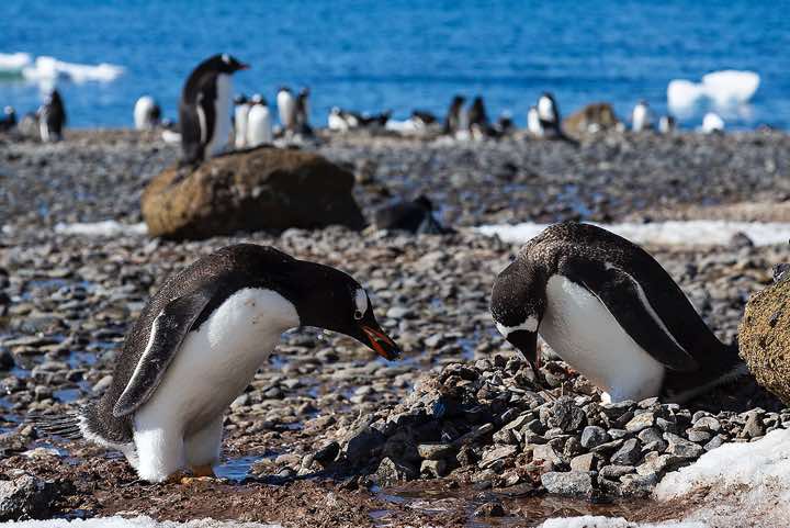 Nesting Gentoo Penguins (Pygoscelis papua), Brown Bluff, Tabarin Peninsula