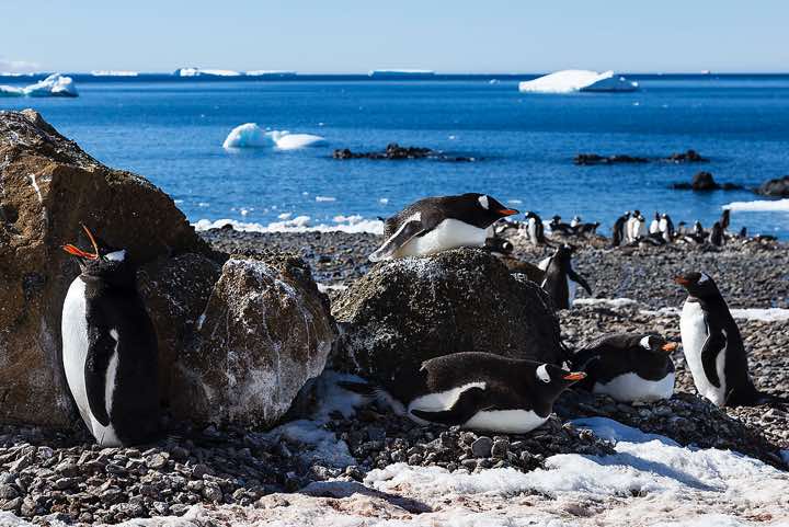 Nesting Gentoo Penguins (Pygoscelis papua), Brown Bluff, Tabarin Peninsula