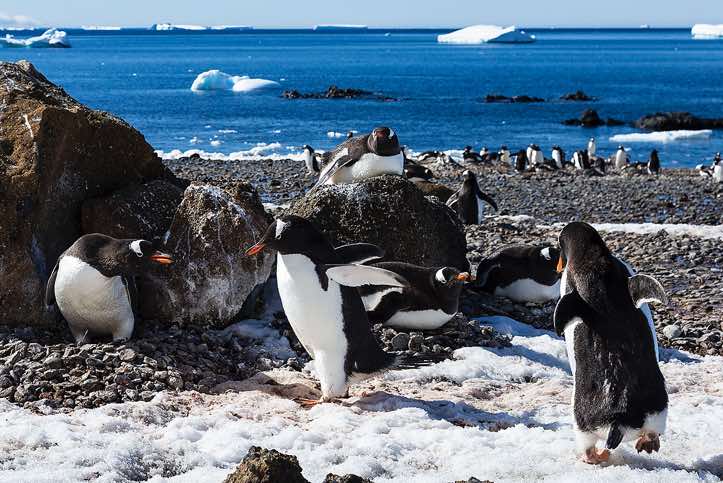 Nesting Gentoo Penguins (Pygoscelis papua), Brown Bluff, Tabarin Peninsula, Antarctica