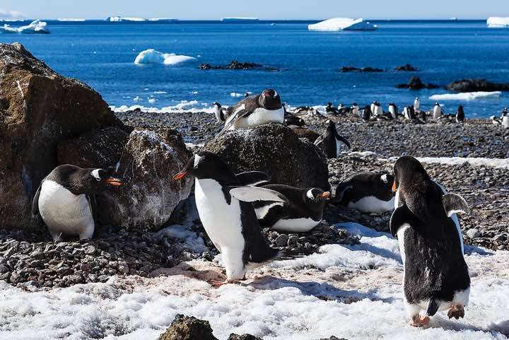 Nesting Gentoo Penguins (Pygoscelis papua), Brown Bluff, Tabarin Peninsula
