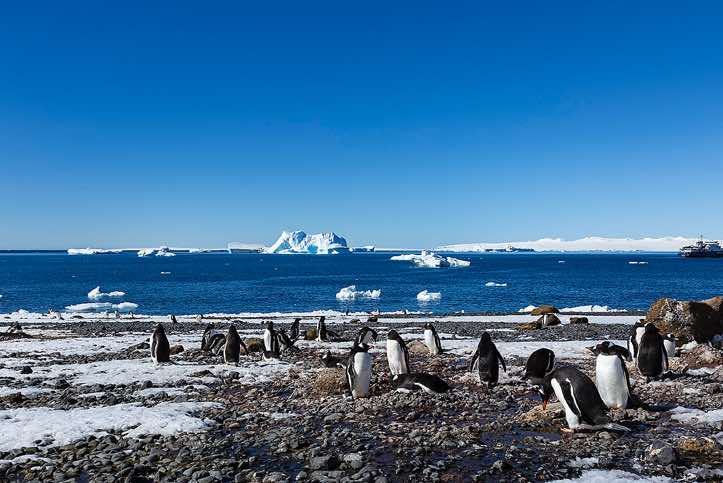 Nesting Gentoo Penguins (Pygoscelis papua), Brown Bluff, Tabarin Peninsula, Antarctica