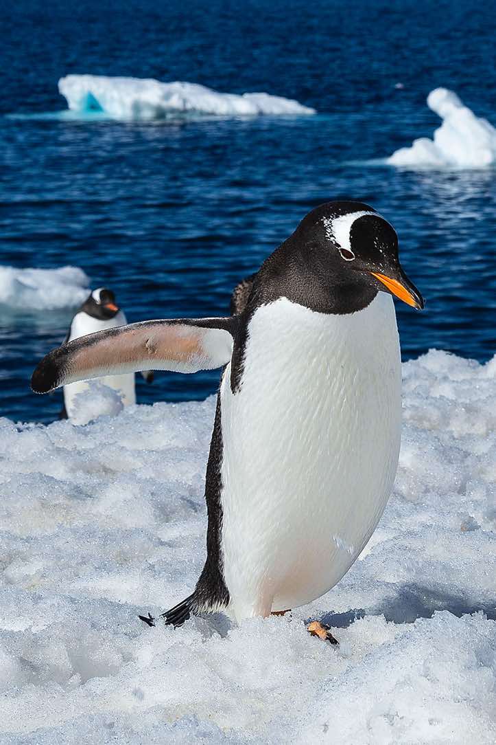 Gentoo Penguin (Pygoscelis papua), Brown Bluff, Tabarin Peninsula, Antarctica