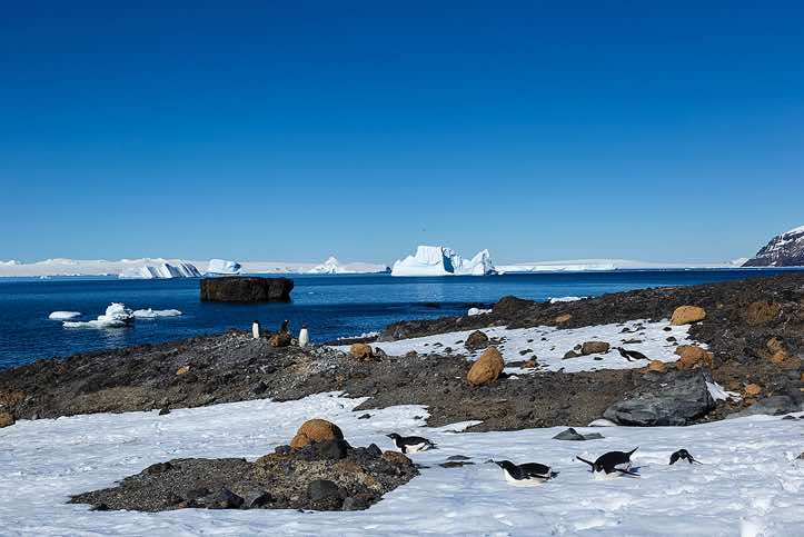 Adélie Penguins (Pygoscelis adeliae), Brown Bluff, Tabarin Peninsula, Antarctica