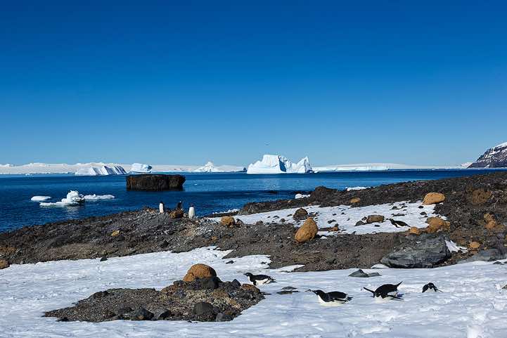 Adélie Penguins (Pygoscelis adeliae), Brown Bluff, Tabarin Peninsula