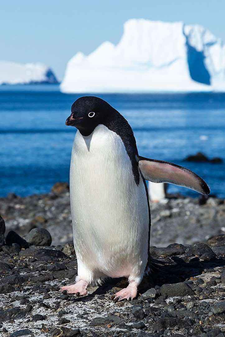 Adélie Penguin (Pygoscelis adeliae), Brown Bluff, Tabarin Peninsula, Antarctica