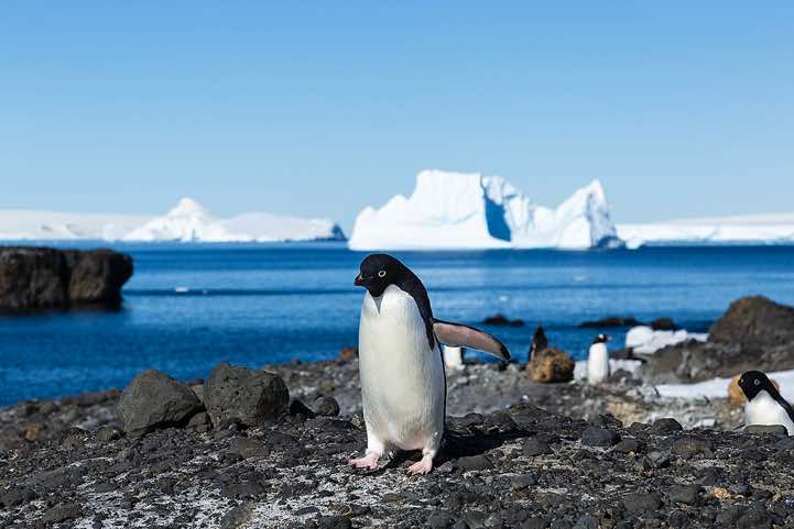 Adélie Penguin (Pygoscelis adeliae), Brown Bluff, Tabarin Peninsula
