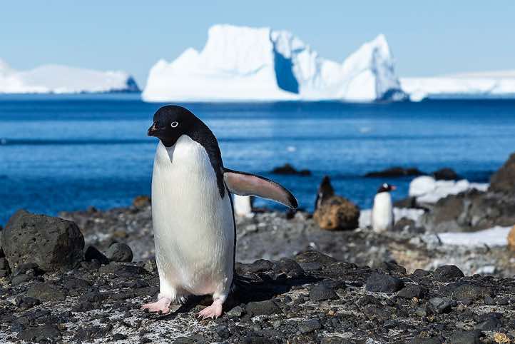 Adélie Penguin (Pygoscelis adeliae), Brown Bluff, Tabarin Peninsula