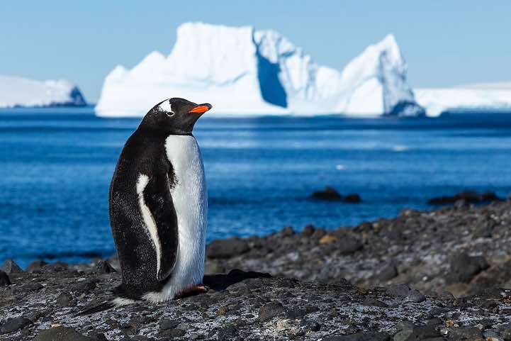 Gentoo Penguin (Pygoscelis papua), Brown Bluff, Tabarin Peninsula