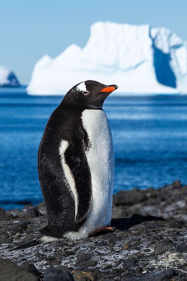 Gentoo Penguin (Pygoscelis papua), Brown Bluff, Tabarin Peninsula