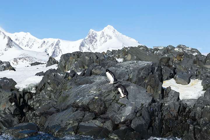 Two Adélie Penguins (Pygoscelis adeliae) standing on a rock, Hope Bay, Trinity Peninsula, Antarctica