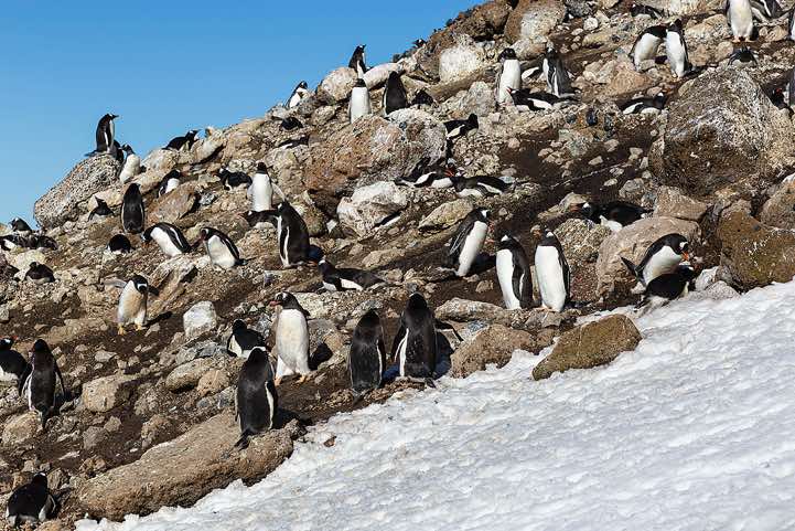 Nesting Gentoo Penguins (Pygoscelis papua), Brown Bluff, Tabarin Peninsula
