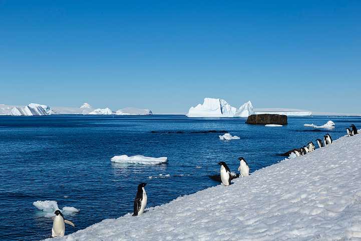 Adélie Penguins (Pygoscelis adeliae), Brown Bluff, Tabarin Peninsula
