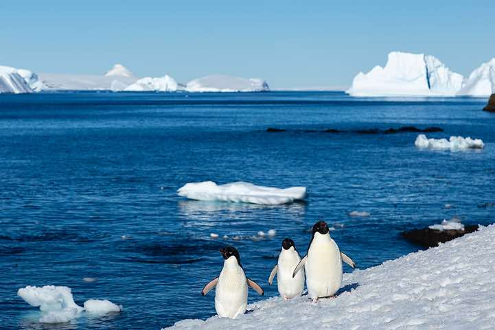 Adélie Penguins (Pygoscelis adeliae), Brown Bluff, Tabarin Peninsula