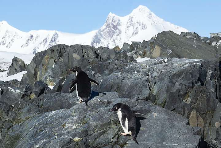 Two Adélie Penguins (Pygoscelis adeliae) standing on a rock, Hope Bay, Trinity Peninsula, Antarctica