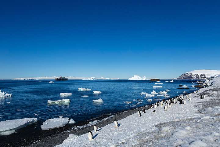 Approaching Adélie Penguins (Pygoscelis adeliae), Brown Bluff, Tabarin Peninsula