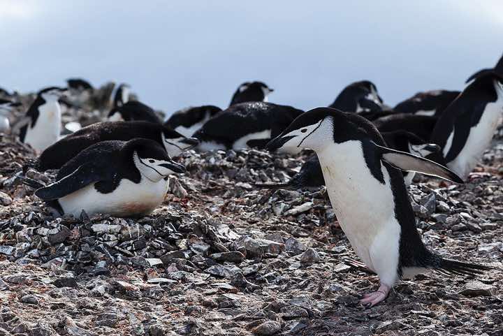 Chinstrap Penguins (Pygoscelis antarcticus), Half Moon Bay, Half Moon Island, South Shetland Islands