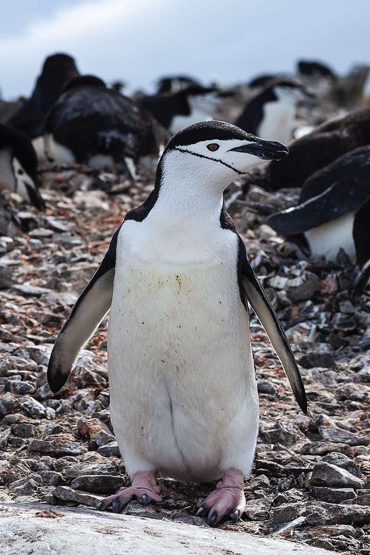 Chinstrap Penguin (Pygoscelis antarcticus), Half Moon Bay, Half Moon Island, South Shetland Islands, Antarctica