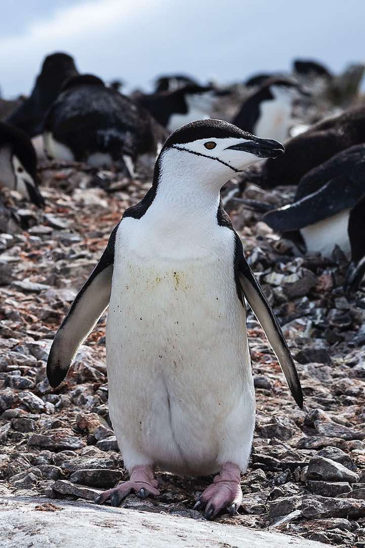 Chinstrap Penguin (Pygoscelis antarcticus), Half Moon Bay, Half Moon Island, South Shetland Islands
