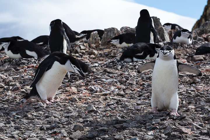 Chinstrap Penguins (Pygoscelis antarcticus), Half Moon Bay, Half Moon Island, South Shetland Islands