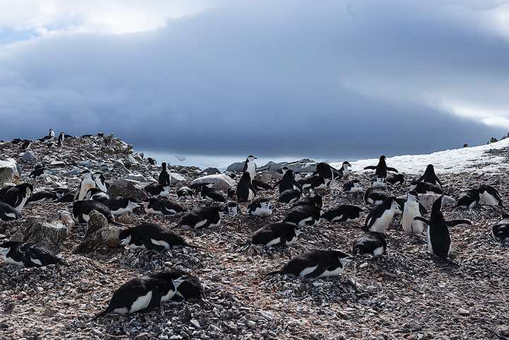 Nesting Chinstrap Penguins (Pygoscelis antarcticus), Half Moon Bay, Half Moon Island, South Shetland Islands