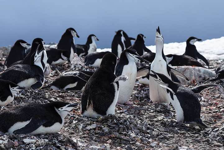 Chinstrap Penguins (Pygoscelis antarcticus), Half Moon Bay, Half Moon Island, South Shetland Islands