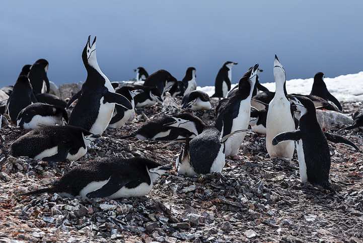 Chinstrap Penguins (Pygoscelis antarcticus), Half Moon Bay, Half Moon Island, South Shetland Islands, Antarctica