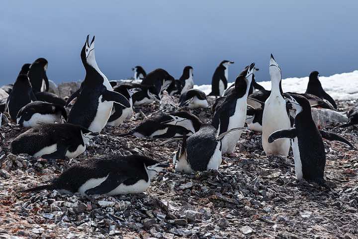 Chinstrap Penguins (Pygoscelis antarcticus), Half Moon Bay, Half Moon Island, South Shetland Islands