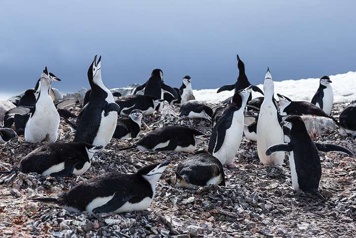 Chinstrap Penguins (Pygoscelis antarcticus), Half Moon Bay, Half Moon Island, South Shetland Islands, Antarctica