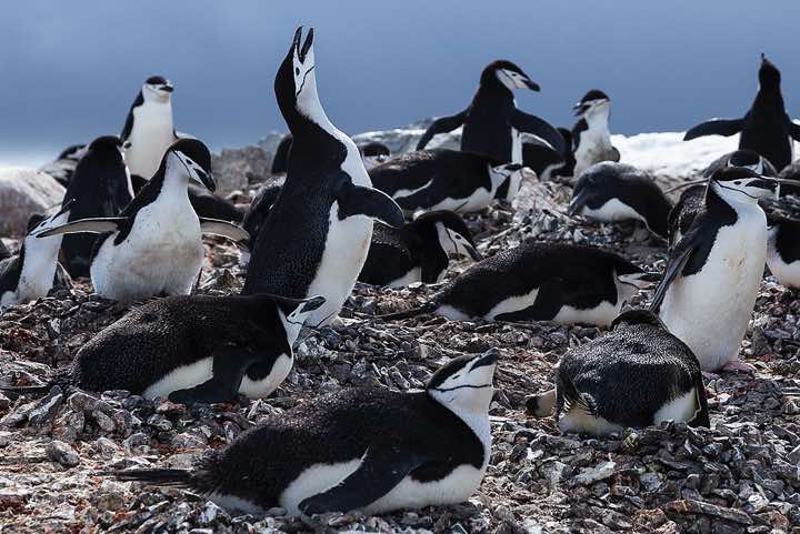 Chinstrap Penguins (Pygoscelis antarcticus), Half Moon Bay, Half Moon Island, South Shetland Islands
