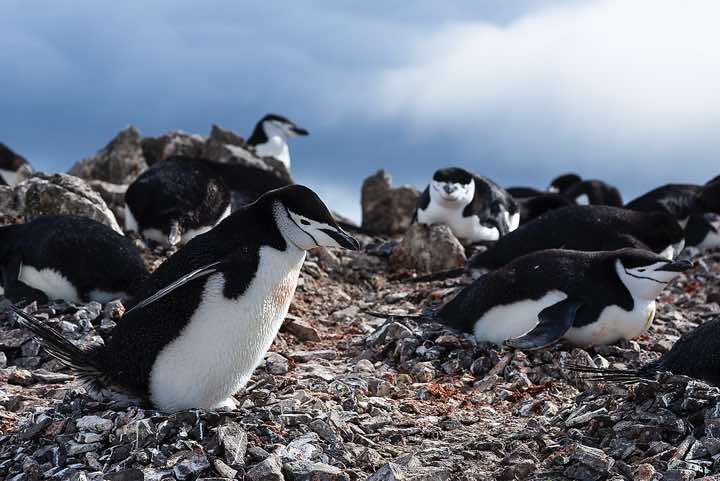 Nesting Chinstrap Penguins (Pygoscelis antarcticus), Half Moon Bay, Half Moon Island, South Shetland Islands