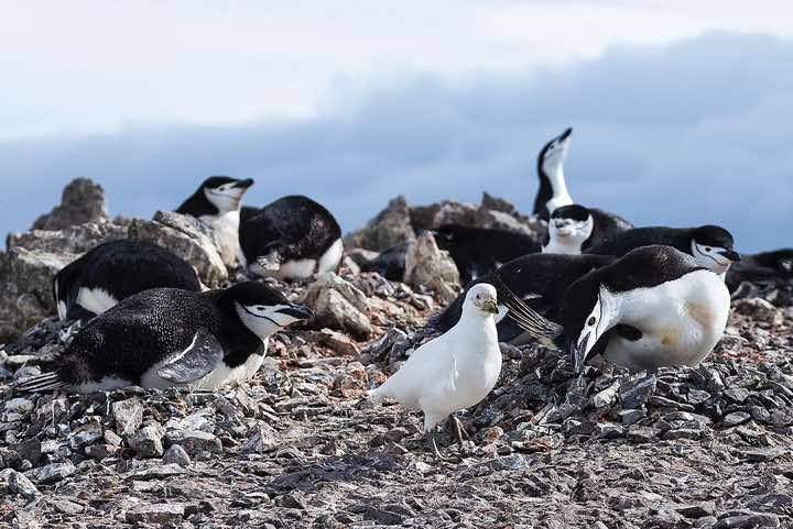 Nesting Chinstrap Penguins (Pygoscelis antarcticus), Half Moon Bay, Half Moon Island, South Shetland Islands