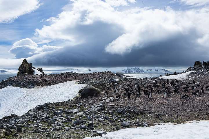 Chinstrap Penguin nesting site, Half Moon Bay, Half Moon Island, South Shetland Islands, Antarctica