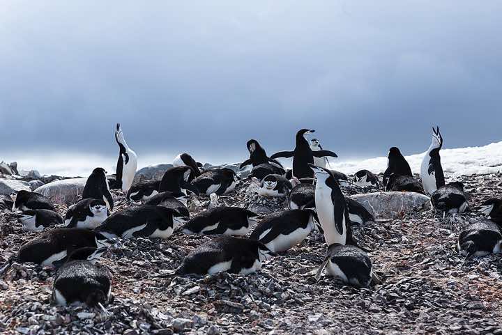Nesting Chinstrap Penguins (Pygoscelis antarcticus), Half Moon Bay, Half Moon Island, South Shetland Islands