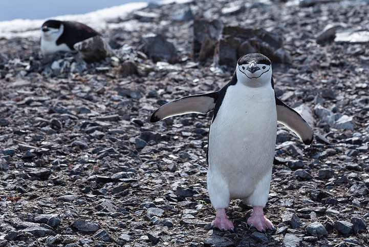Chinstrap Penguins (Pygoscelis antarcticus), Half Moon Bay, Half Moon Island, South Shetland Islands, Antarctica