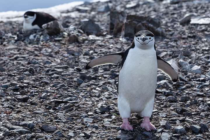 Chinstrap Penguins (Pygoscelis antarcticus), Half Moon Bay, Half Moon Island, South Shetland Islands