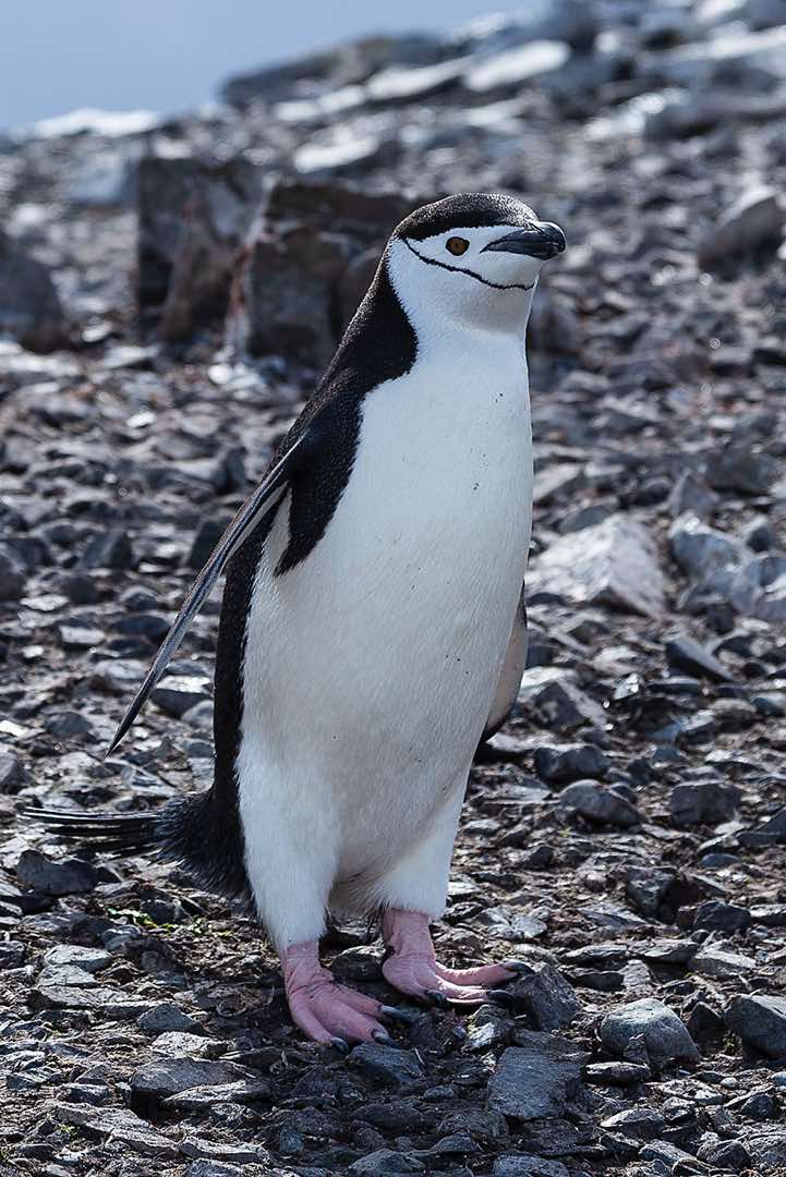 Chinstrap Penguin (Pygoscelis antarcticus), Half Moon Bay, Half Moon Island, South Shetland Islands