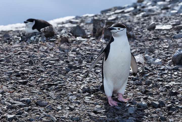 Chinstrap Penguins (Pygoscelis antarcticus), Half Moon Bay, Half Moon Island, South Shetland Islands